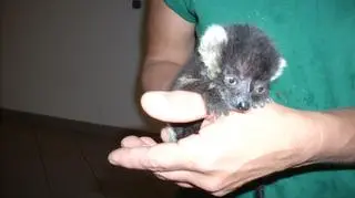 Lemurki wari, karmione przez pracowników wrocławskiego zoo