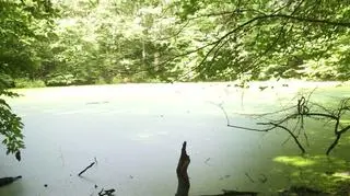 Jeden z kraterów w Rezerwacie Meteoryt Morasko