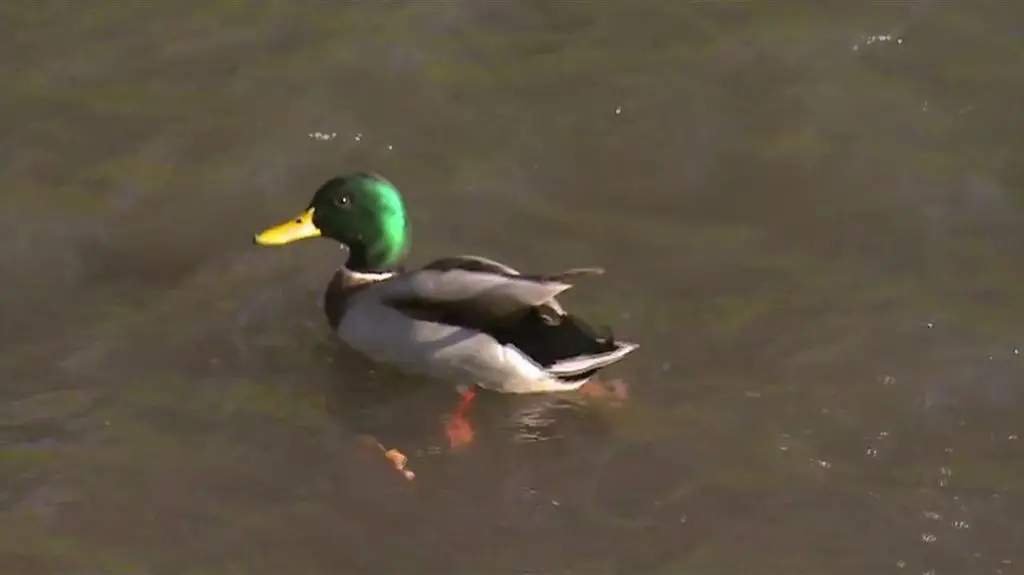 Bulwary nad rzeką Nacyna w Rybniku