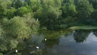 Martwe ryby to atrakcyjny posiłek dla ptaków