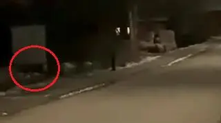 "Przeskakuje przez płoty, zagryzł kilka psów". Mają zgodę na odstraszenie wilka, który nie boi się ludzi