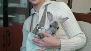 Nie może rozstawać się z kangurzątkiem nawet na moment