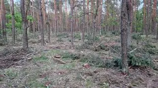 Wycinki w Kampinoskim Parku Narodowym