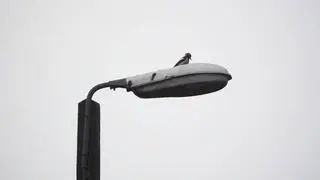 Dzięcioł stuka w metalową osłonę latarni