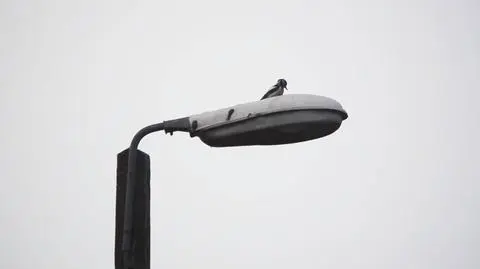 Dzięcioł stuka w metalową osłonę latarni