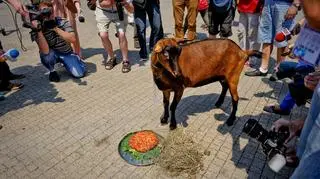 Wybierając pizzę, wskazała zwycięstwo Italii 