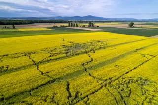The bulls were wandering around the local fields