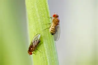 Wywilżna karłowata (Drosophila melanogaster) - muszka owocówka