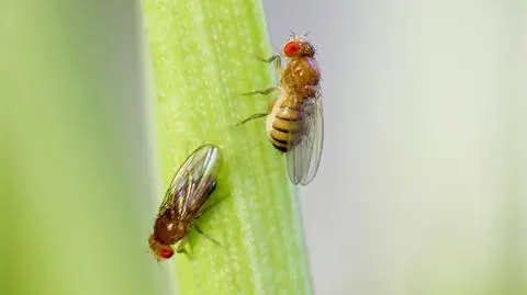 Wywilżna karłowata (Drosophila melanogaster) - muszka owocówka
