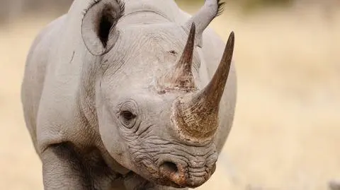 Nosorożec zaatakował w zoo. Zmiażdżył opiekunkę