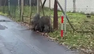 Dziki na osiedlu Podwawelskim w Krakowie
