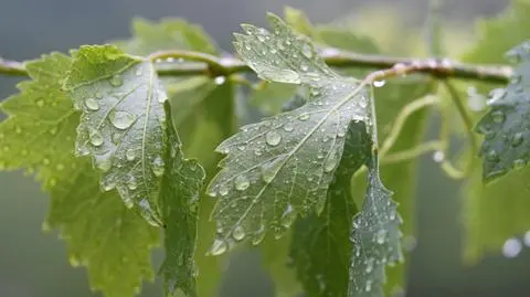 Pogoda na jutro: czwartek lokalnie przyniesie deszcz. Do 25 stopni