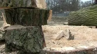 W rok zniknęło tyle drzew, ile łącznie wycina się przez dziewięć lat