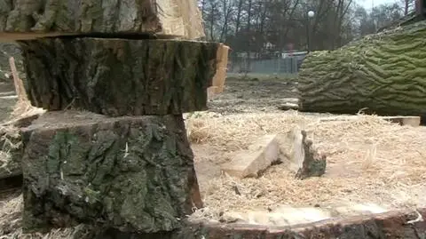 Ruszyła wycinka drzew