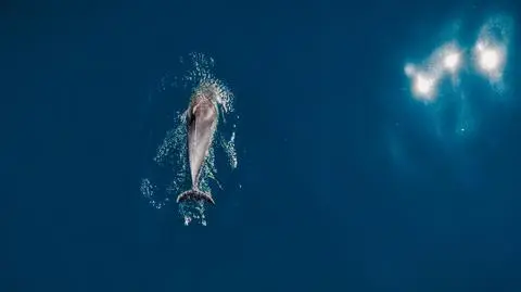 Delfin z Morza Czarnego 