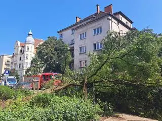 Powalone drzewo na ul. Kochanowskiego w Poznaniu