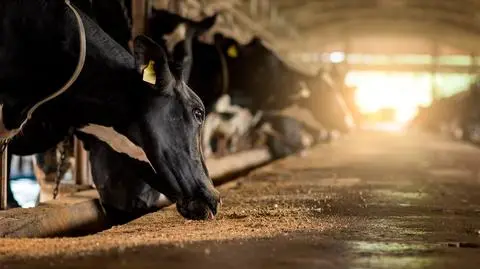 13 października złożymy poprawkę mówiącą o odszkodowaniach dla rolników; będą to pełne odszkodowania - zapowiedział senator PiS Marek Martynowski