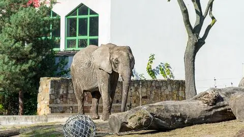 Słonie z zoo dostaną olejek z konopi. Ma pomóc w walce ze stresem