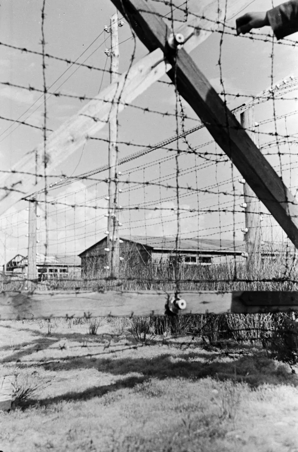 Stutthof 1945