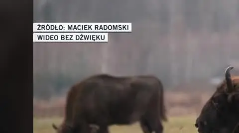 Maciek Radomski