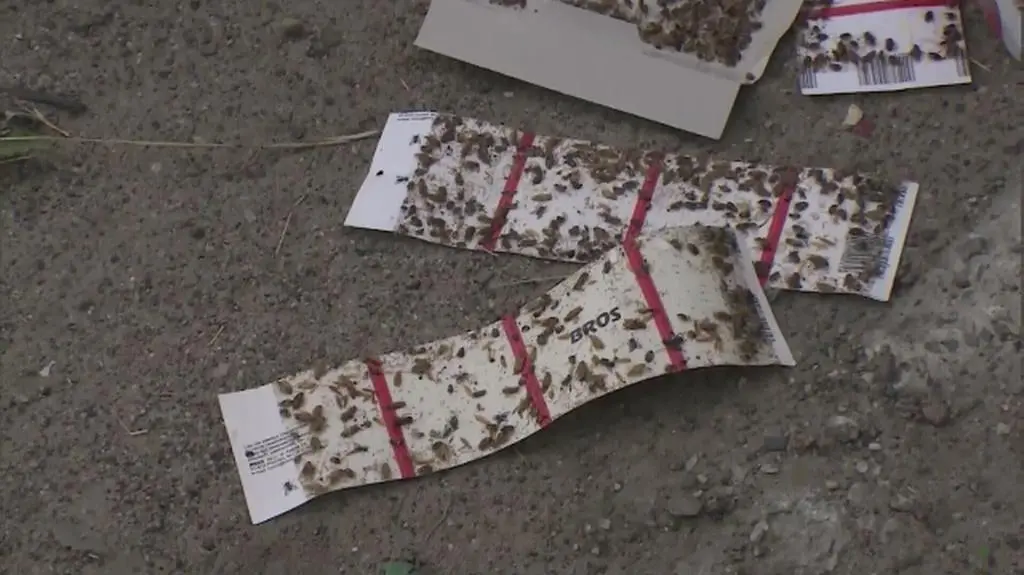 Dąbrówka Wielkopolska