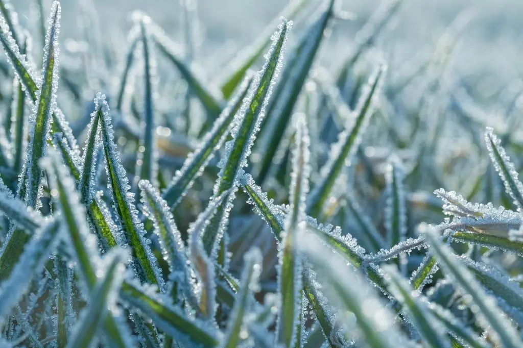 Kwietniowe przymrozki zniszczyły uprawy
