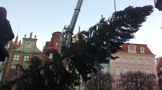 Podnoszenie gdańskiego drzewka świątecznego