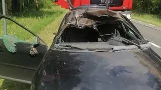 Łoś wyskoczył na drogę, doszło do zderzenia