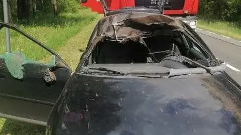 Łoś skoczył na samochód, dwie osoby trafiły do szpitala
