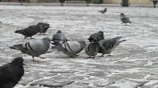 Gołębiom śnieg bardzo nie przeszkadza