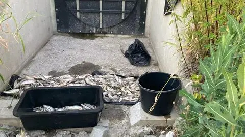 Katastrofa ekologiczna na rzece Wildze w Krakowie