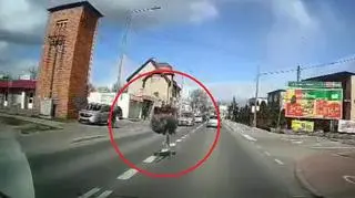 Struś biegał po jednej z ulic w Pakości