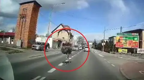 Struś biegał po jednej z ulic w Pakości