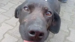Mambo przeżył i czuje się dobrze