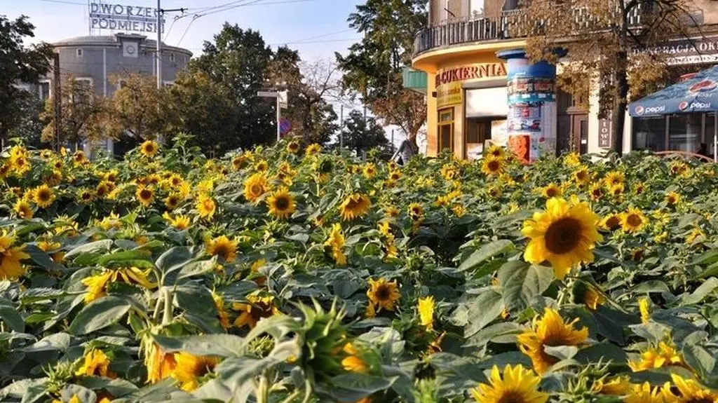 Ma ożywić miasto 
