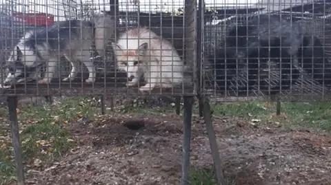 Projekt ustawy ws. zwierząt futerkowych zalega w sejmowej zamrażarce