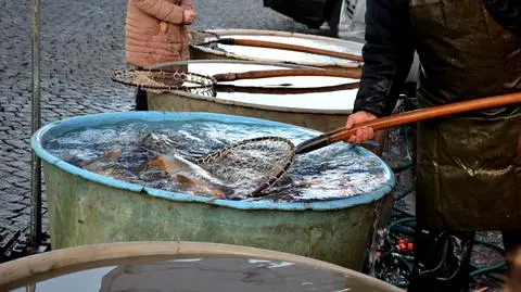 karp karpie shutterstock_2100535291