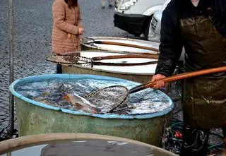 Ratusz zawiesił komunikat w sprawie karpi. "Przykro nam"