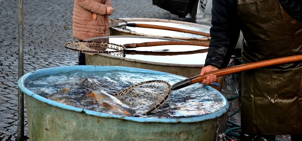 Ratusz zawiesił komunikat w sprawie karpi. "Przykro nam"