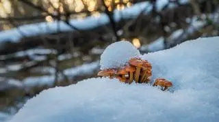 Płomiennice zimowe (Flammulina velutipes (Curtis) Singer)