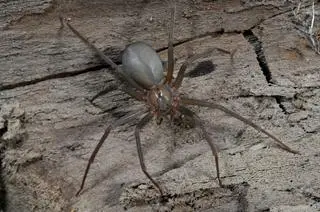 Pustelnik brunatny (Loxosceles reclusa) 