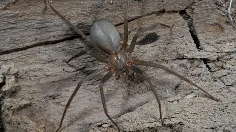Pustelnik brunatny (Loxosceles reclusa) 