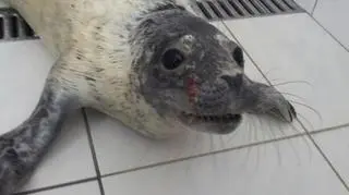 Ratują Torpedę