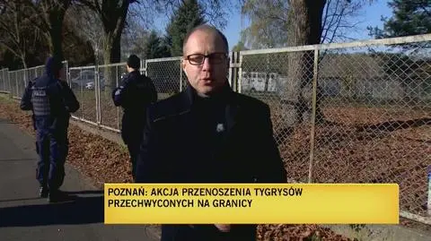 Agresywny tygrys już uśpiony. Trafił do klatki na wybiegu