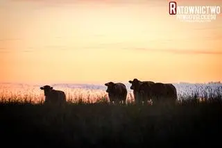 Bydło zaatakowało swojego właściciela
