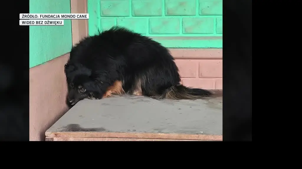 FUNDACJA MONDO CANE