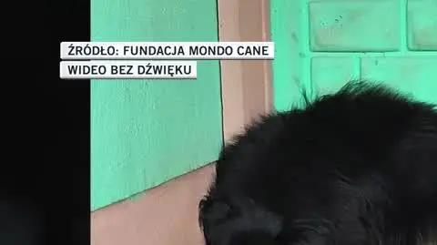 FUNDACJA MONDO CANE