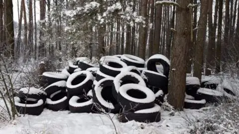 Sterta opon w lesie