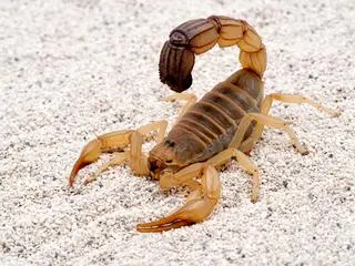 Skorpiony Androctonus australis to również groźne pajęczaki