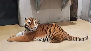 Diego już w opolskim zoo